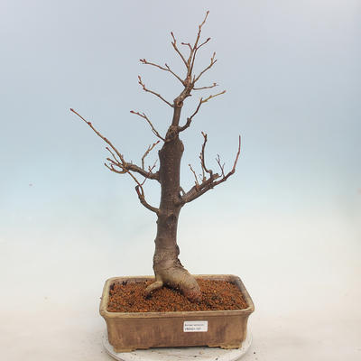 Outdoor bonsai - Small-leaved lime - Tilia cordata - 1