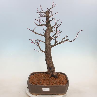 Outdoor bonsai - Small-leaved lime - Tilia cordata - 1