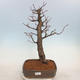 Outdoor bonsai - Small-leaved lime - Tilia cordata - 1/5