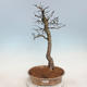 Outdoor bonsai - Hawthorn - 1/5