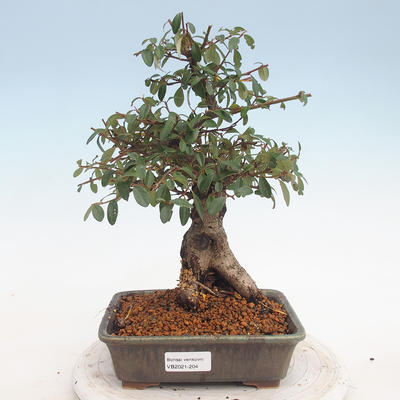 Outdoor bonsai-Cotoneaster - Rock Garden - 1