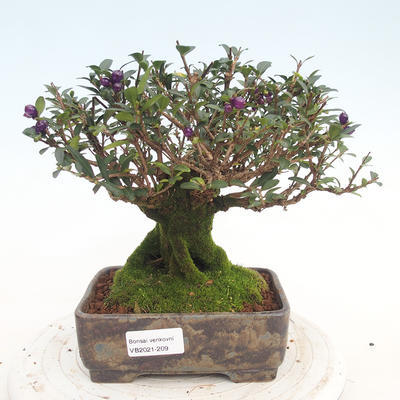 Outdoor bonsai-Lonicera nitida -Zimolez - 1