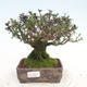 Outdoor bonsai-Lonicera nitida -Zimolez - 1/6