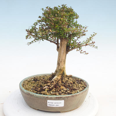 Outdoor bonsai-Lonicera nitida -Zimolez - 1
