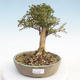 Outdoor bonsai-Lonicera nitida -Zimolez - 1/5