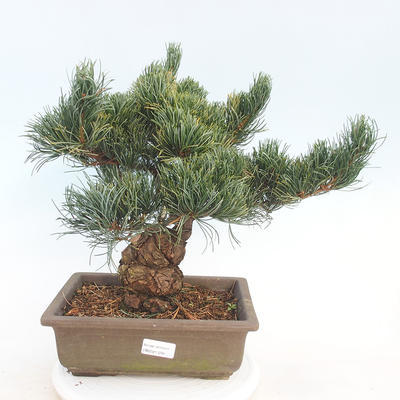 Outdoor bonsai - Pinus parviflora - Small-flowered pine - 1