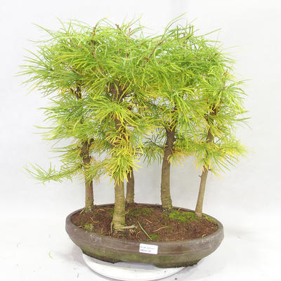 Outdoor bonsai - Pseudolarix amabilis - Pamodřín - grove of 5 trees - 1