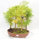 Outdoor bonsai - Pseudolarix amabilis - Pamodřín - grove of 5 trees - 1/5