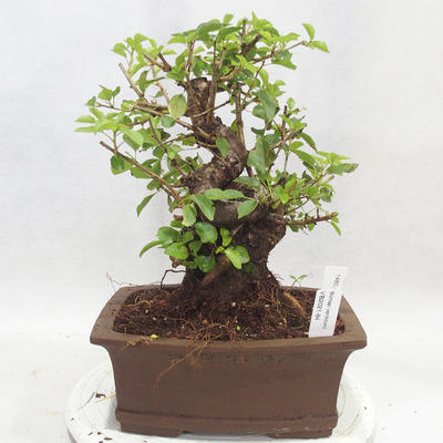 Outdoor bonsai -Mahalebka - Prunus mahaleb - 1
