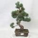 Outdoor bonsai - Pinus parviflora - Small-flowered pine - 1/5
