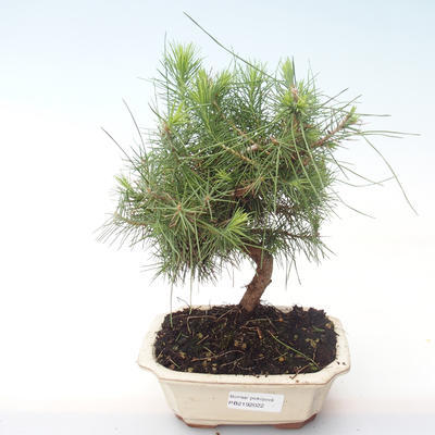 Indoor bonsai-Pinus halepensis-Aleppo pine PB2192022