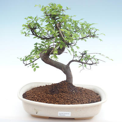 Indoor bonsai - Ulmus parvifolia - Small leaf elm PB22022 - 1