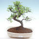 Indoor bonsai - Ulmus parvifolia - Small leaf elm PB22022 - 1/3