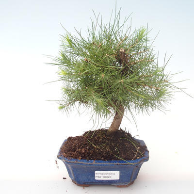 Indoor bonsai-Pinus halepensis-Aleppo pine PB2192023