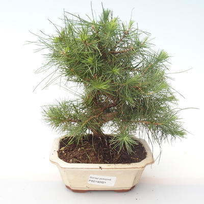 Indoor bonsai-Pinus halepensis-Aleppo pine PB2192021