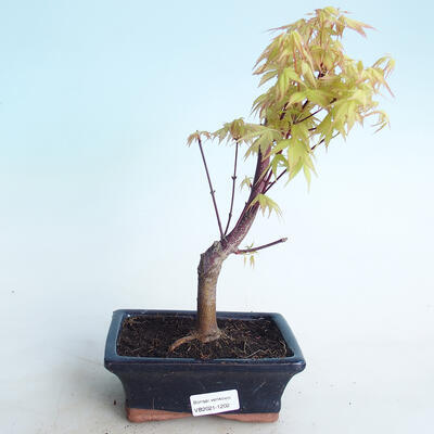 Outdoor bonsai - Acer pal. Sango Kaku - Palm Maple - 1