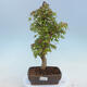 Outdoor bonsai - Buergerianum Maple - Burger Maple - 1/4