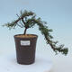 Outdoor bonsai-Cotoneaster microcarpa var.thymifolius-Skalník - 1/2