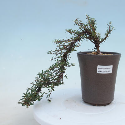 Outdoor bonsai-Cotoneaster microcarpa var.thymifolius-Skalník - 1