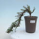 Outdoor bonsai-Cotoneaster microcarpa var.thymifolius-Skalník - 1/2