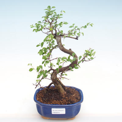 Indoor bonsai - Ulmus parvifolia - Small leaf elm PB22043 - 1