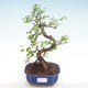 Indoor bonsai - Ulmus parvifolia - Small leaf elm PB22043 - 1/3