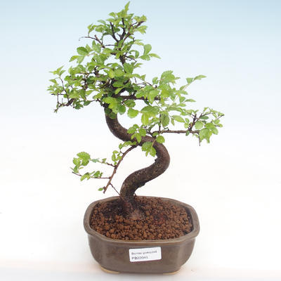 Indoor bonsai - Ulmus parvifolia - Small leaf elm PB22045 - 1