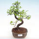 Indoor bonsai - Ulmus parvifolia - Small leaf elm PB22045 - 1/3