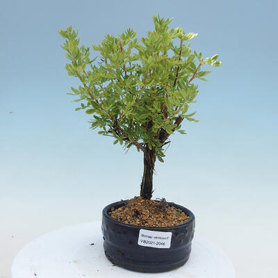 Outdoor bonsai-Cinquefoil - Potentila fruticosa yellow Bird - 1