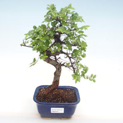 Indoor bonsai - Ulmus parvifolia - Small leaf elm PB22046 - 1