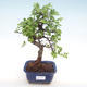 Indoor bonsai - Ulmus parvifolia - Small leaf elm PB22046 - 1/3