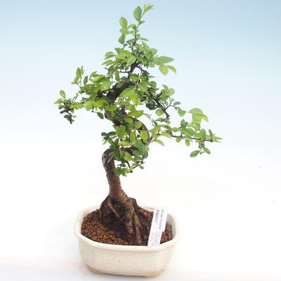 Indoor bonsai - Ulmus parvifolia - Small leaf elm PB22047 - 1