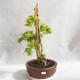 Indoor bonsai - Duranta erecta Aurea - 1/5