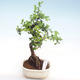 Indoor bonsai - Ulmus parvifolia - Small leaf elm PB22047 - 1/3