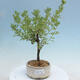 Outdoor bonsai-Cinquefoil - Potentila fruticosa yellow Bird - 1/2