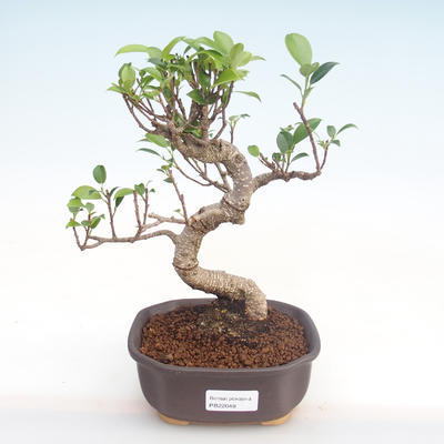 Indoor bonsai - Ficus kimmen - small leaf ficus PB220048