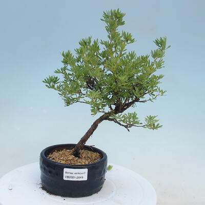 Outdoor bonsai-Cinquefoil - Potentila fruticosa yellow Bird - 1