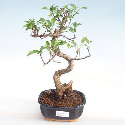 Indoor bonsai - Ficus kimmen - small leaf ficus PB220049