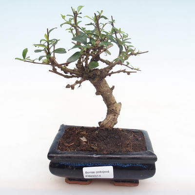 Indoor bonsai - Carmona macrophylla - Tea fuki PB22014 - 1