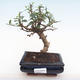 Indoor bonsai - Carmona macrophylla - Tea fuki PB22014 - 1/5