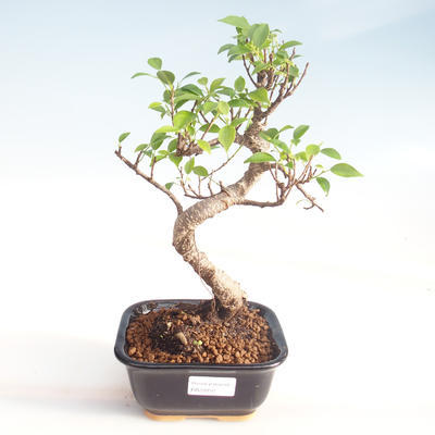 Indoor bonsai - Ficus kimmen - small leaf ficus PB220050