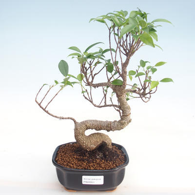 Indoor bonsai - Ficus kimmen - small leaf ficus PB220051