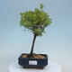 Outdoor bonsai-Cinquefoil - Potentila fruticosa yellow Bird - 1/2
