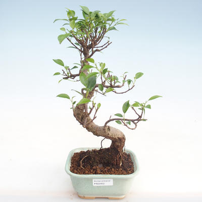 Indoor bonsai - Ficus kimmen - small leaf ficus PB220052