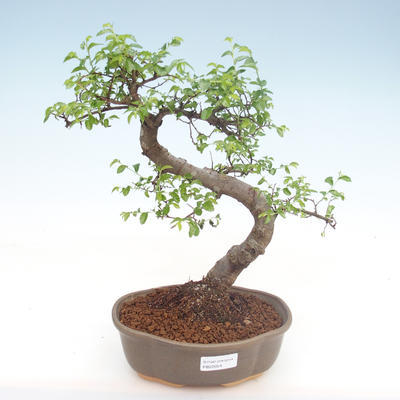 Indoor bonsai - Ulmus parvifolia - Small leaf elm PB22054 - 1