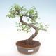 Indoor bonsai - Ulmus parvifolia - Small leaf elm PB22054 - 1/3