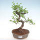 Indoor bonsai - Ulmus parvifolia - Small leaf elm PB22055 - 1/3
