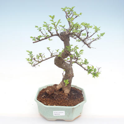 Indoor bonsai - Ulmus parvifolia - Small leaf elm PB22056 - 1