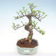 Indoor bonsai - Ulmus parvifolia - Small leaf elm PB22056 - 1/3