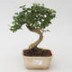 Room bonsai -Ligustrum chinensis - Bird's eye - 1/3